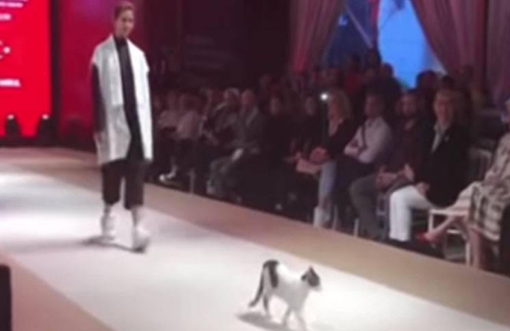 Video | Un gato callejero desfiló como modelo y deslumbró en la pasarela