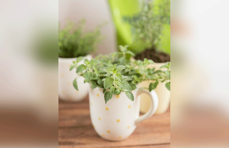 Plantar hierbas aromáticas en tazas ideal para tener una pequeña huerta dentro de casa