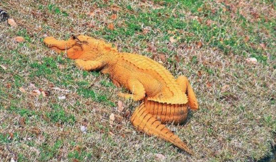 Sorprendente! Hallan cocodrilos de color naranja en Estados Unidos | Radio  Mitre