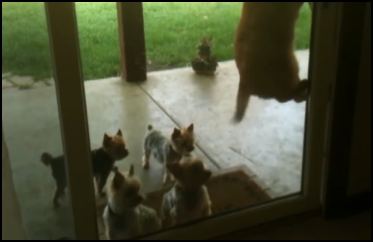 Viral: un gato (muy habilidoso) abre la puerta para dejar pasar a los cachorros