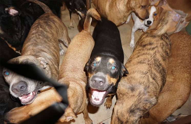 Una mujer refugió a 97 perros en su casa durante el huracán Dorian