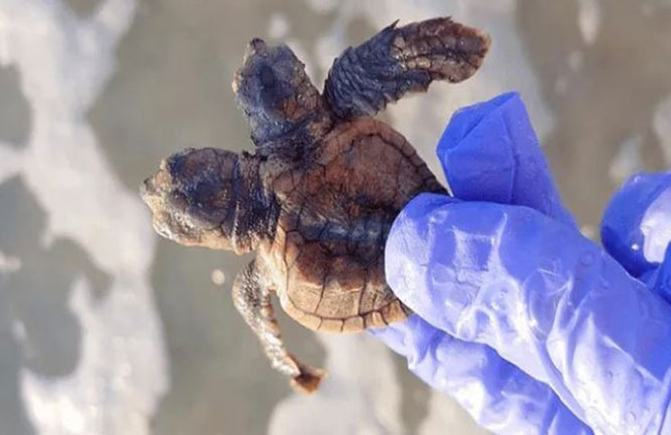 Video Hallaron Una Tortuga Marina Bebe Con Dos Cabezas La 100