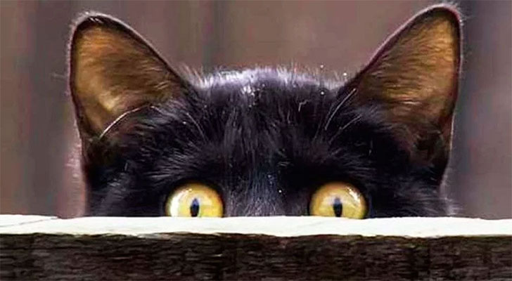 Viral: dos gatos se miran desafiantes antes de pelear y la foto causa sensación