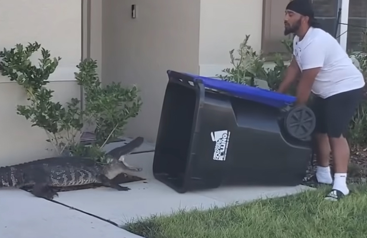 Un hombre capturó un cocodrilo en el jardín de su casa con un cesto de basura