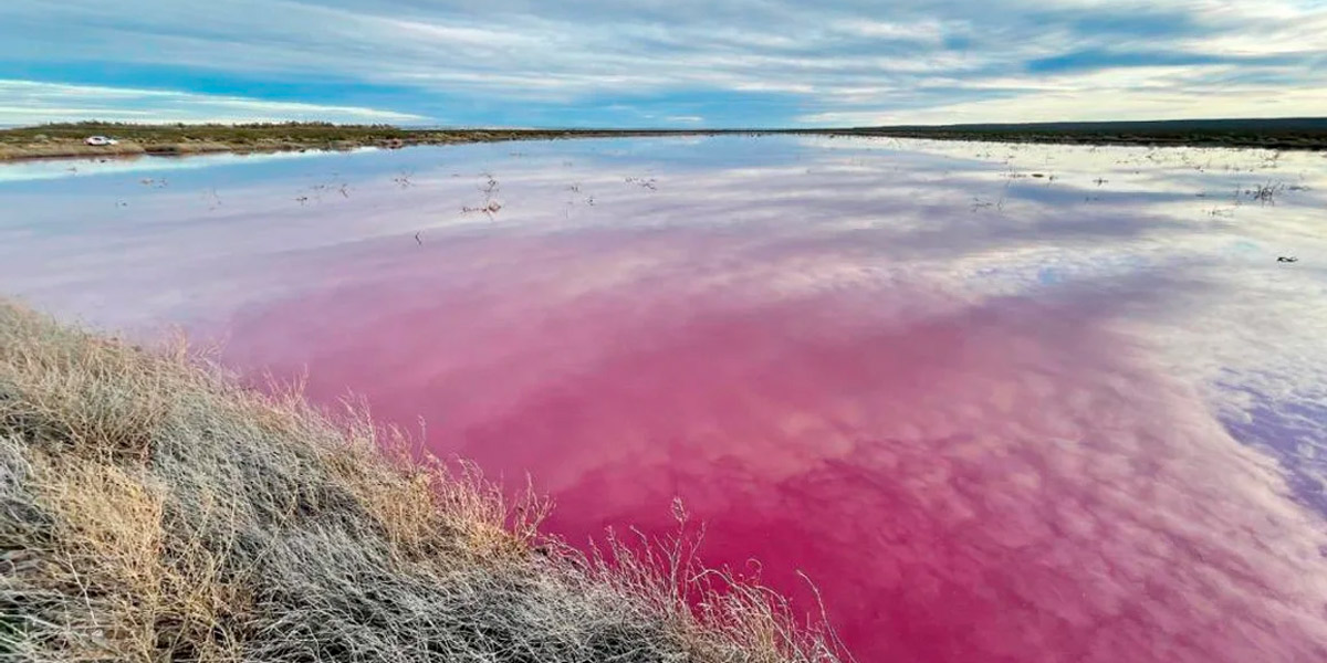 Preocupación en Chubut por una laguna que se tiñó de rosa: a qué se debe el fenómeno