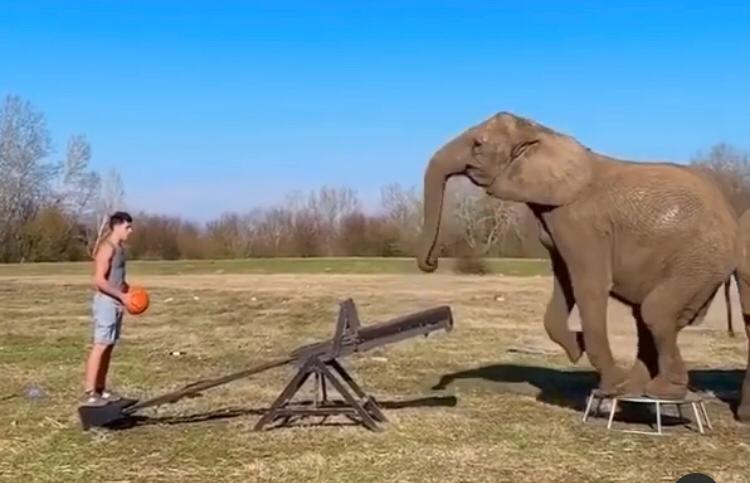 El divertido video de un hombre que juega al básquet con dos elefantes