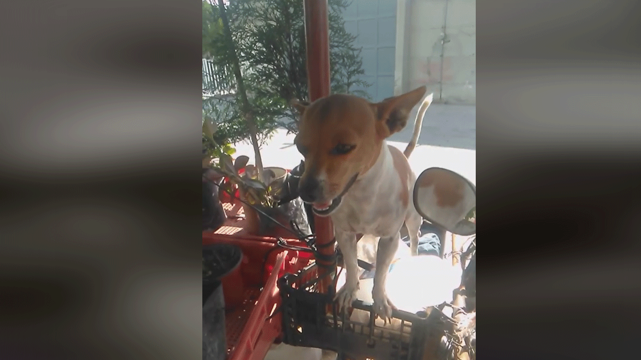 Un perrito acompaña a trabajar a su dueño en moto y el video es viral