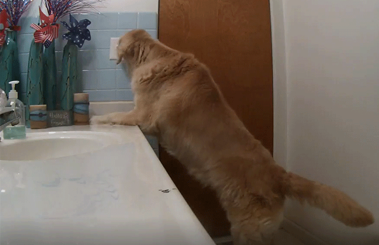 Viral un perro se encerró en el baño para no escuchar el ruido de una tormenta y fuegos