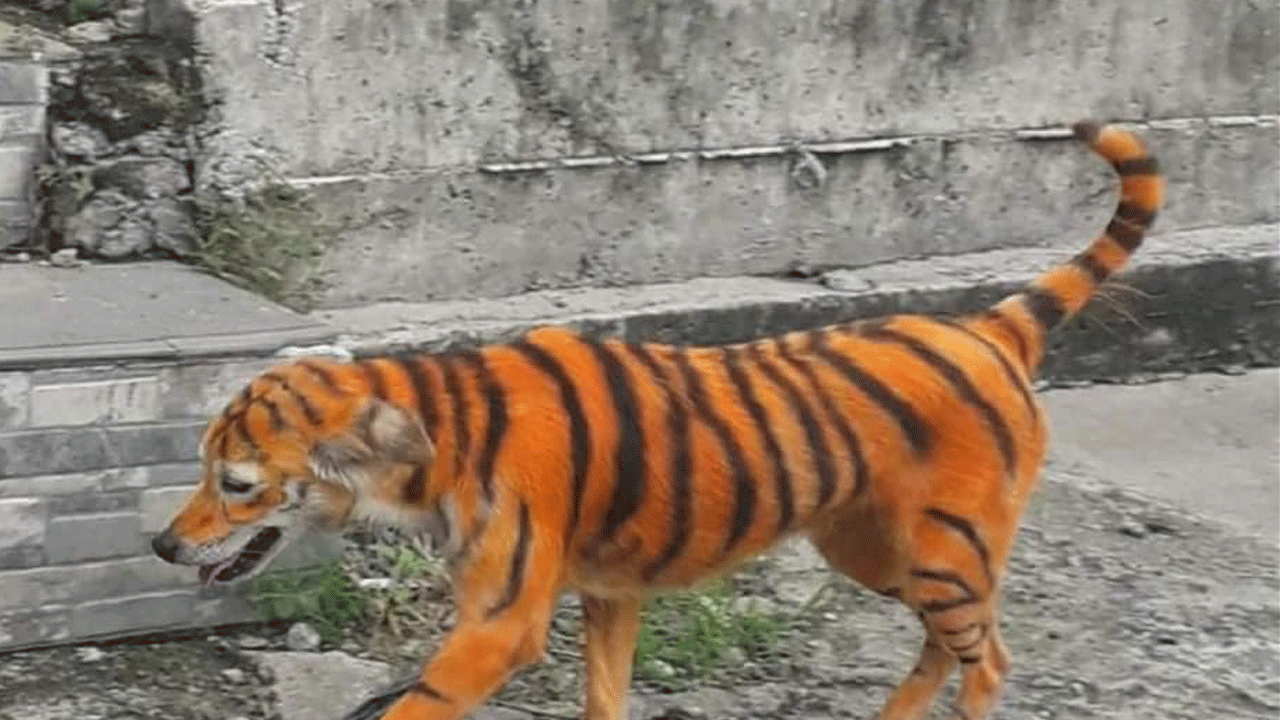 Pintaron un perro para que parezca tigre: "No es gracioso, es abuso animal"
