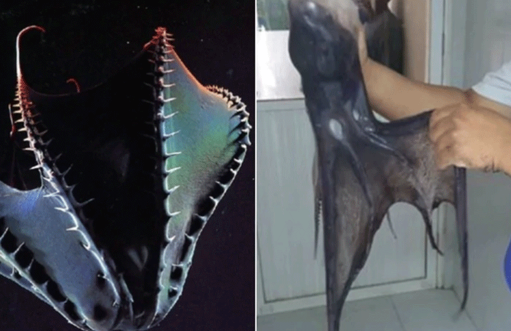 Una rara especie marina apodada "pulpo vampiro" conmocionó a Yucatán