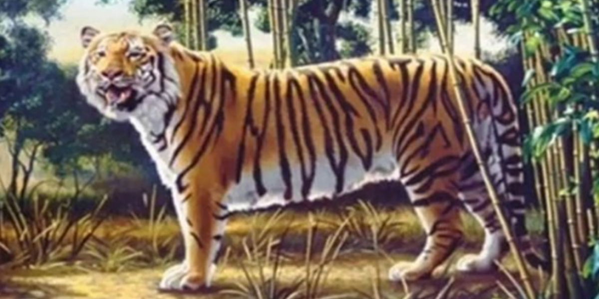 Desafío visual: encontrar el segundo tigre en la foto en el menor tiempo posible