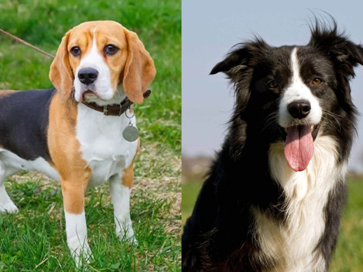 Cómo serían los hijitos de un Beagle y un Border Collie, según la  Inteligencia Artificial de WhatsApp – La 100, image size:1200x900