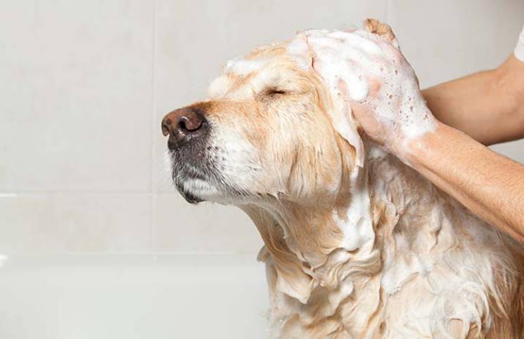 Cada cuánto hay que bañar a los perros y la forma correcta de hacerlo