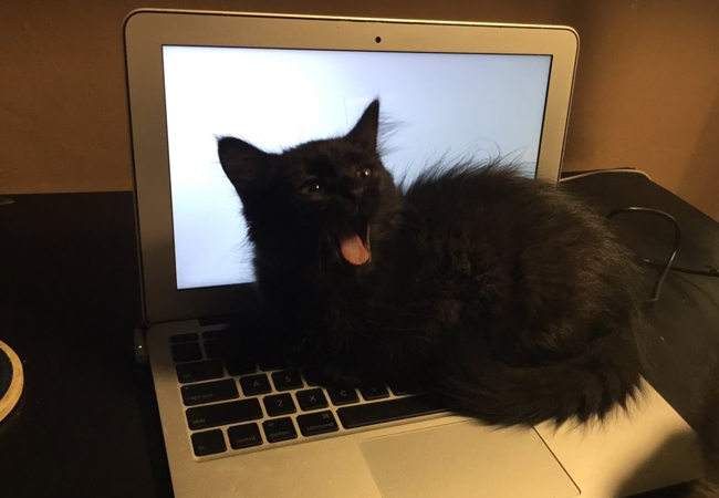 Cuando tu teclado tiene una oreja de gato..." el nuevo viral de | Mia FM