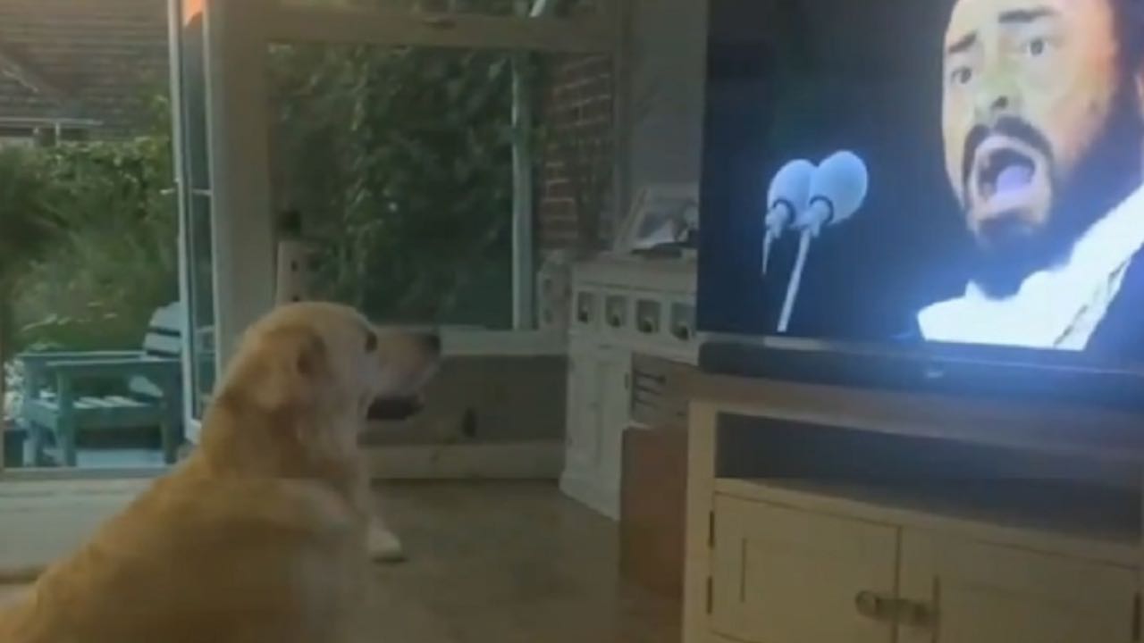 VIDEO | El perro que “canta” a dúo con Pavarotti cuando lo ve en la TV