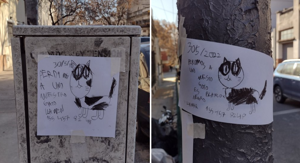 🐱 Perdió a su gatito, hizo carteles a mano, los pegó por el barrio y se volvió viral