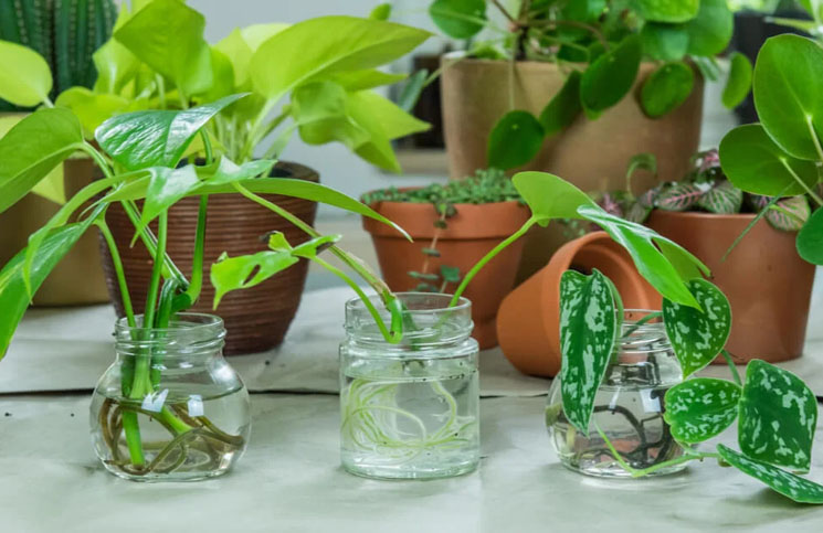 Plantas de interior: las 8 variedades que se pueden cultivar de manera fácil en agua