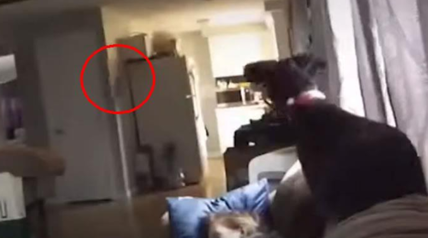 Un perro detectó la presencia de un fantasma dentro de su casa y el video ya es viral