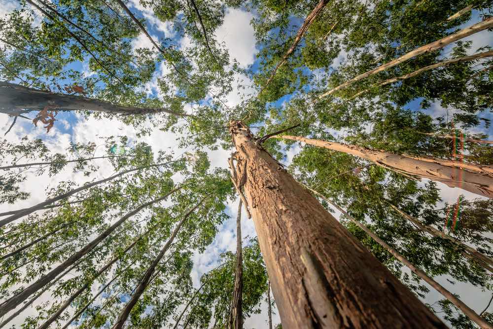 Los eucaliptos: versatilidad y sostenibilidad en la forestación y sus múltiples usos