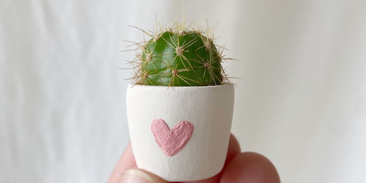 Qu significa regalar o que te regalen un cactus  La 100