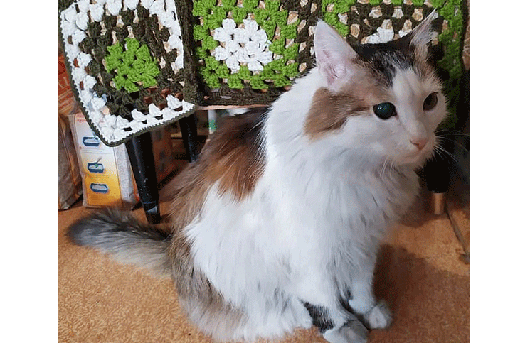 El gato Liosha salvó a su dueña de morir por intoxicación por monóxido de carbono