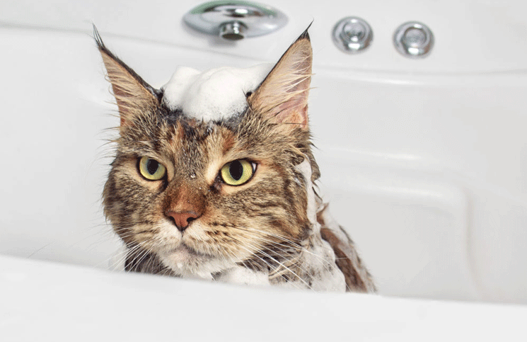 Viral: el gato que no quería que lo bañaran y se escapó "bailando"