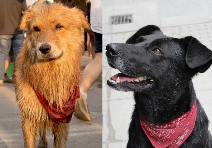 Patria hecho Picante Rucio Capucha" y el "Negro Matapacos", los perritos chilenos que se  convirtieron en símbolo de la lucha | Radio Mitre