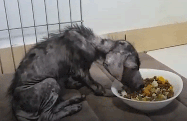Rescatan a un perrito callejero enfermo y desnutrido y el cambio es increíble
