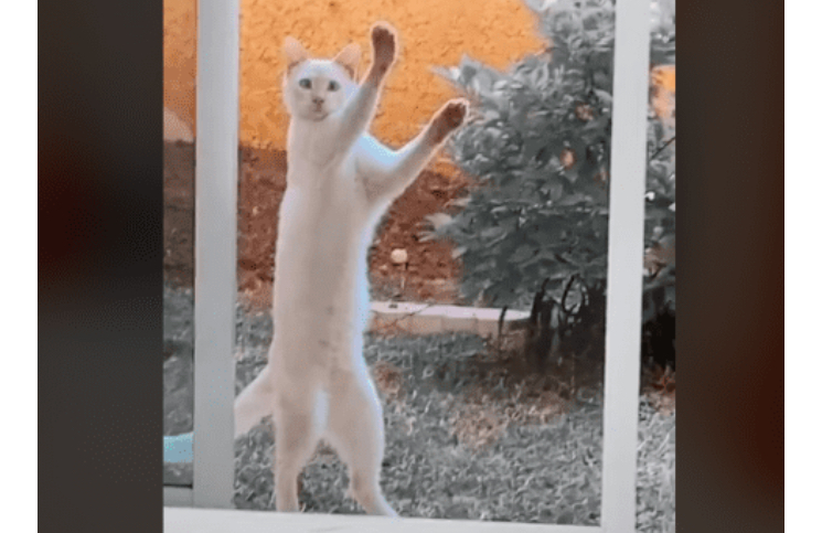 Video | Un gato abrió una puerta enorme con sus patas y se viralizó en las redes