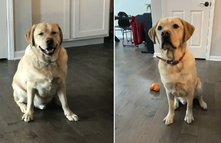 Un perro labrador que era obeso tuvo que adelgazar pero no parece contento con el resultado
