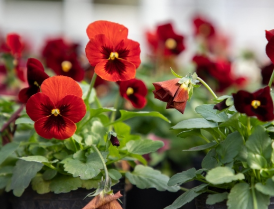 El Pensamiento, la Prímula y el Cyclamen: tres plantas de invierno para  darle color al jardín | mitreyelcampo