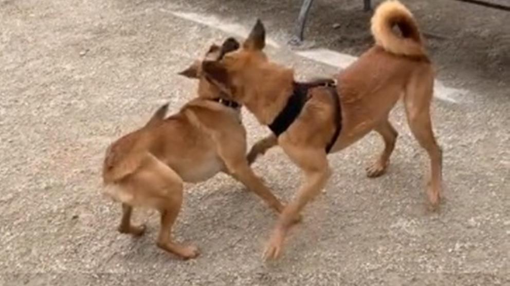 Video | Dos perros hermanos se reencontraron y enternecieron a todos