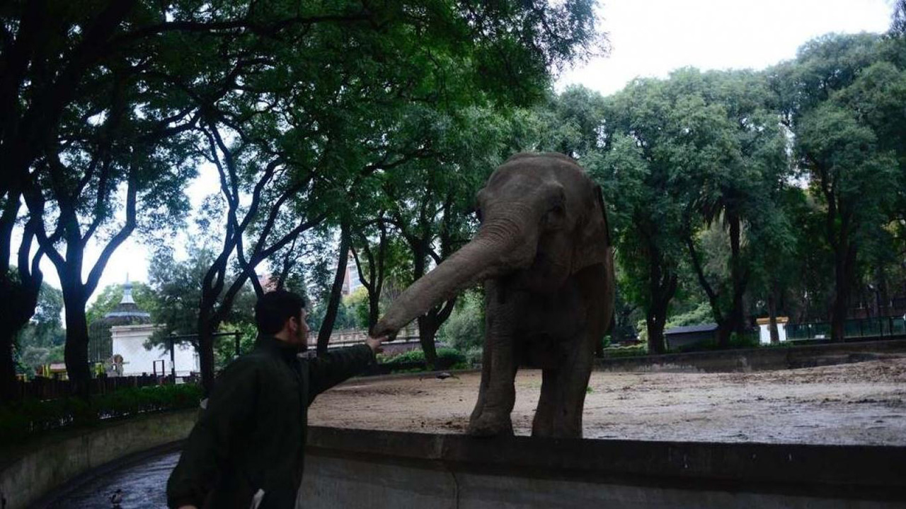 Él zoo de porteño trasladará a la elefanta Mara a un santuario en Brasil