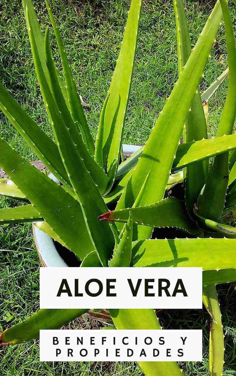 Aloe la planta milagrosa | mitreyelcampo