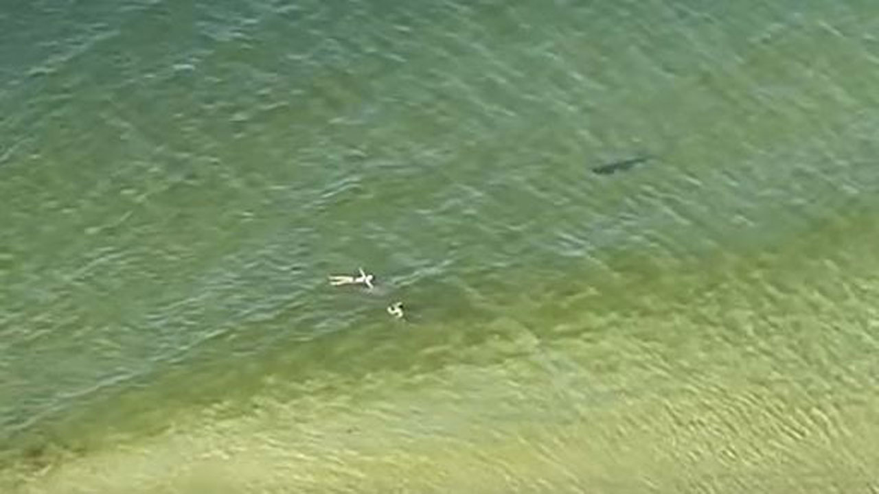 El escalofriante video de un tiburón nadando directo a dos bañistas que nunca se dieron cuenta