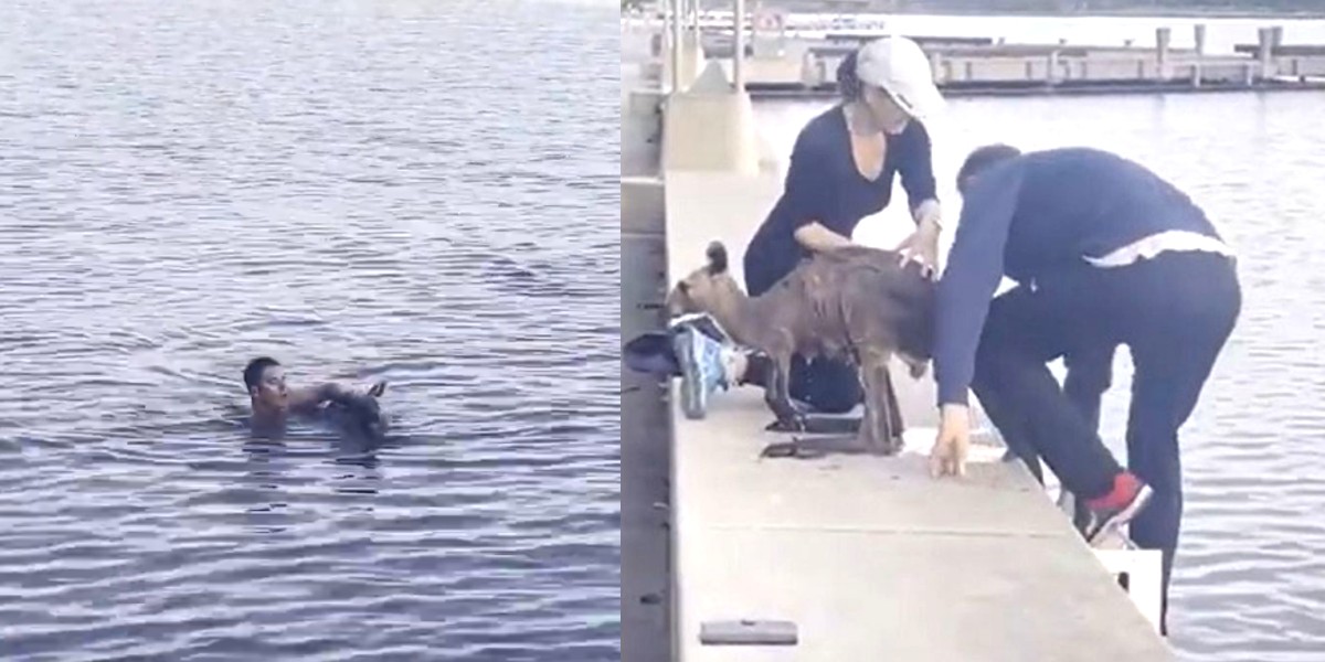 Video: se tiró a un lago y le salvó la vida a un canguro que se estaba  ahogando | La 100