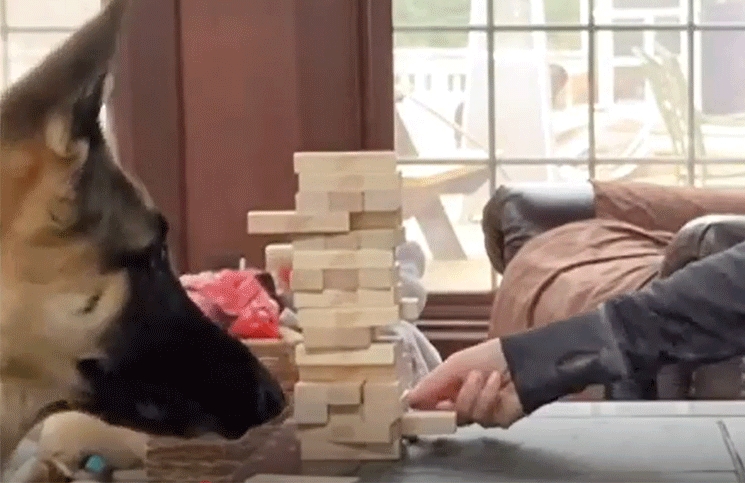 Viral una perra sorprende al jugar (como un humano) al Jenga con su dueño