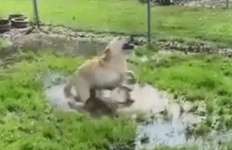 Viral | el tierno momento en el que una perra ciega descubre un charco