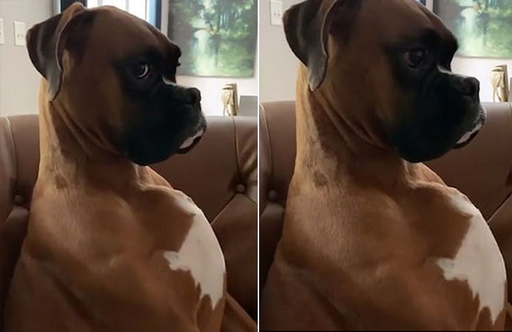 Un hombre retó a su perro por romper el papel higiénico y la reacción del animal se hizo viral