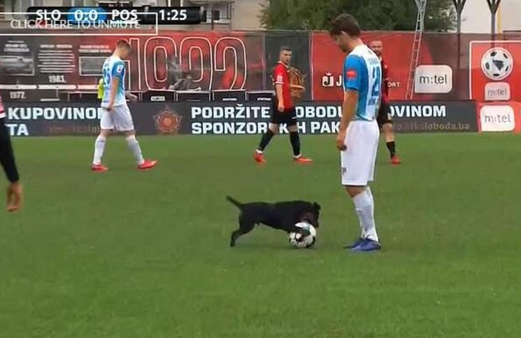 Dognaldo, el perro futbolista: entró a la cancha, cortó una contra y le hizo un caño a un jugador