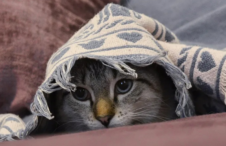 Las fobias de los gatos (y cómo superarlas): desde la lluvia hasta la  aspiradora | La 100