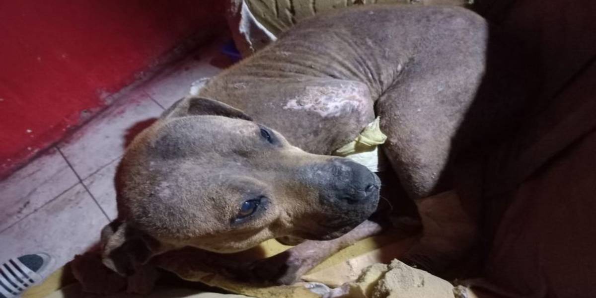 Agujas clavadas en la panza y ojos quemados: la macabra tortura contra una  perra en una “macumba” | Radio Mitre