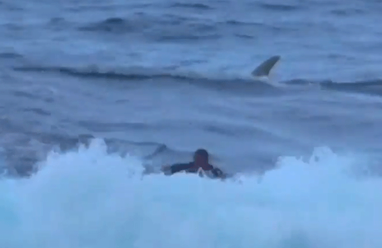 Video: la rápida reacción de un surfer perseguido por un tiburón se hizo viral