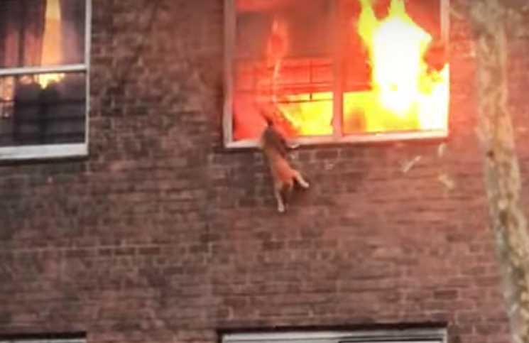 Un gatito se salva de un incendio con un valiente salto al vacío