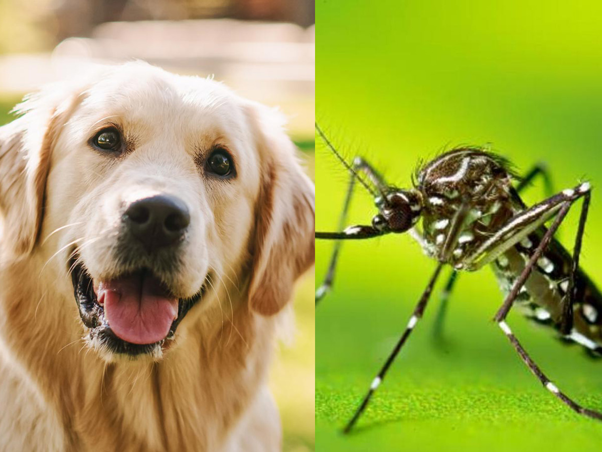 como alejar a los mosquitos de los perros