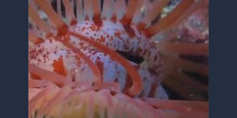 Encuentran en el fondo del mar una extraña criatura que se parece a un "ojo humano"
