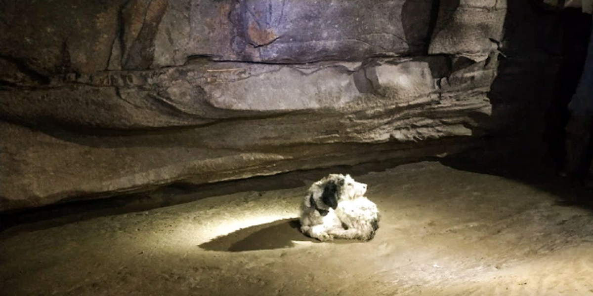 El angustiante rescate a una perrita a 150 metros bajo tierra: llevaba perdida dos meses