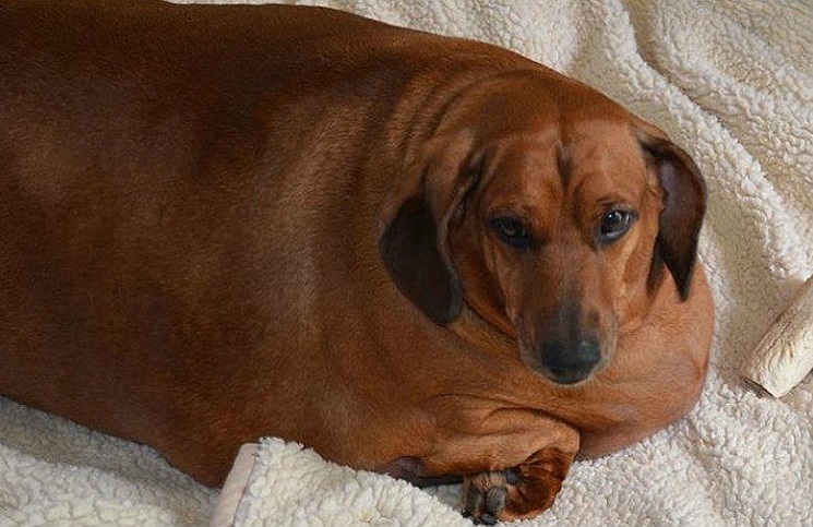 VIDEO | La impactante transformación de un perro salchicha que pesaba 34 kilos y adelgazó