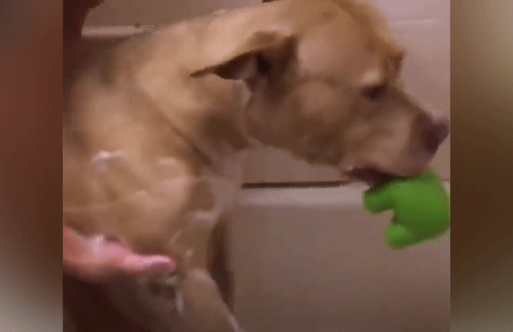 Viral bañaron a una perra callejera por primera vez y su felicidad enterneció las redes