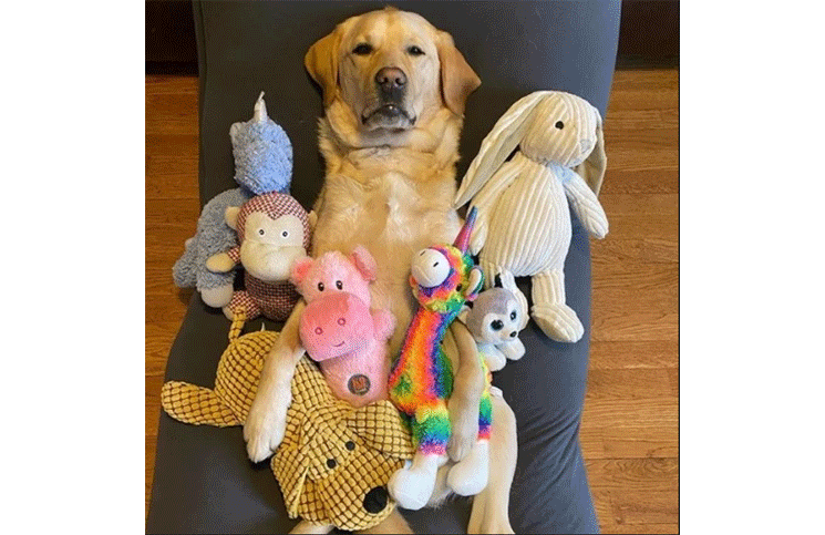 Magnus junto a sus peluches